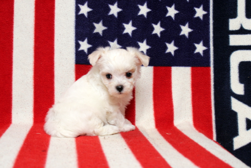 puppy, for, sale, Maltese, Matthew B. Stoltzfus, dog, breeder, Gap, PA, dog-breeder, puppy-for-sale, forsale, nearby, find, puppyfind, locator, puppylocator, aca